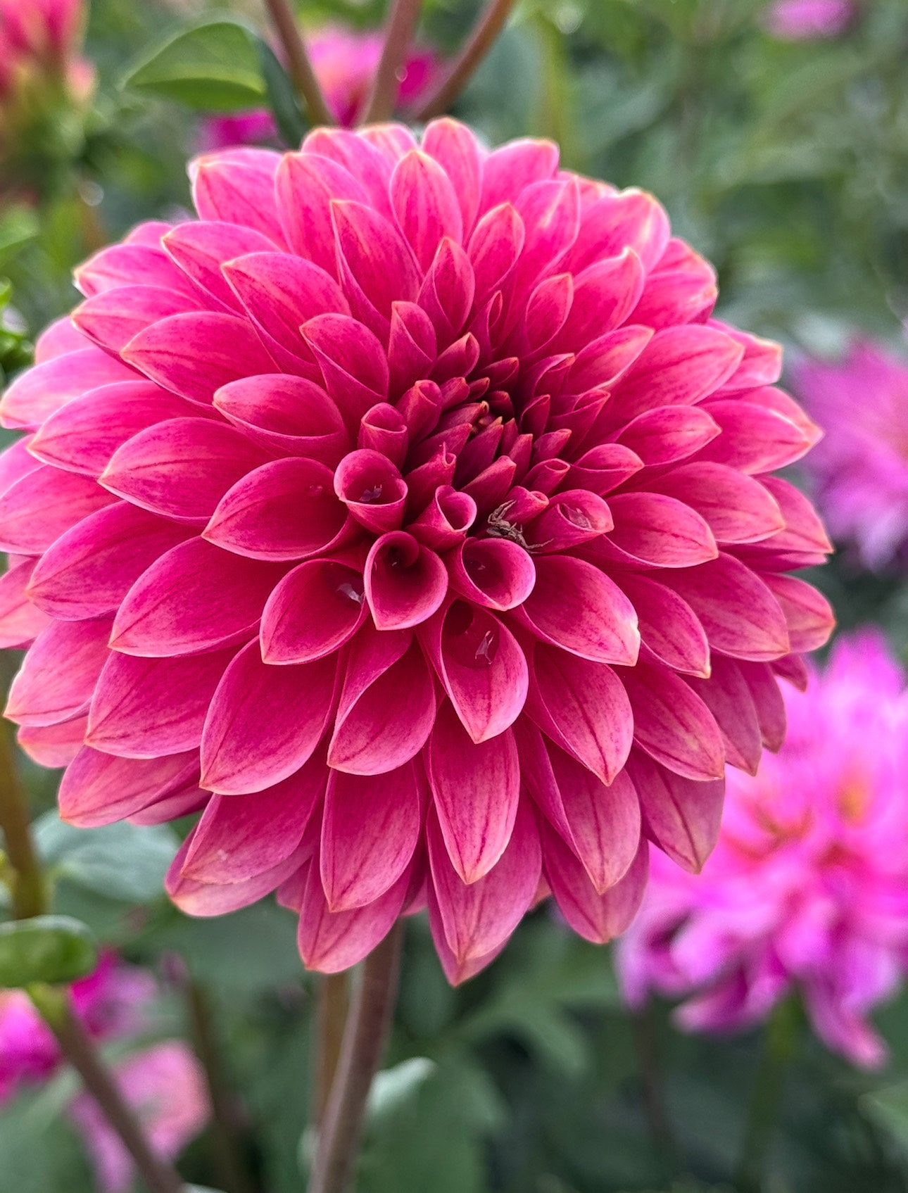 Unicorn Pack (5-Pot Tubers) LIMIT 1