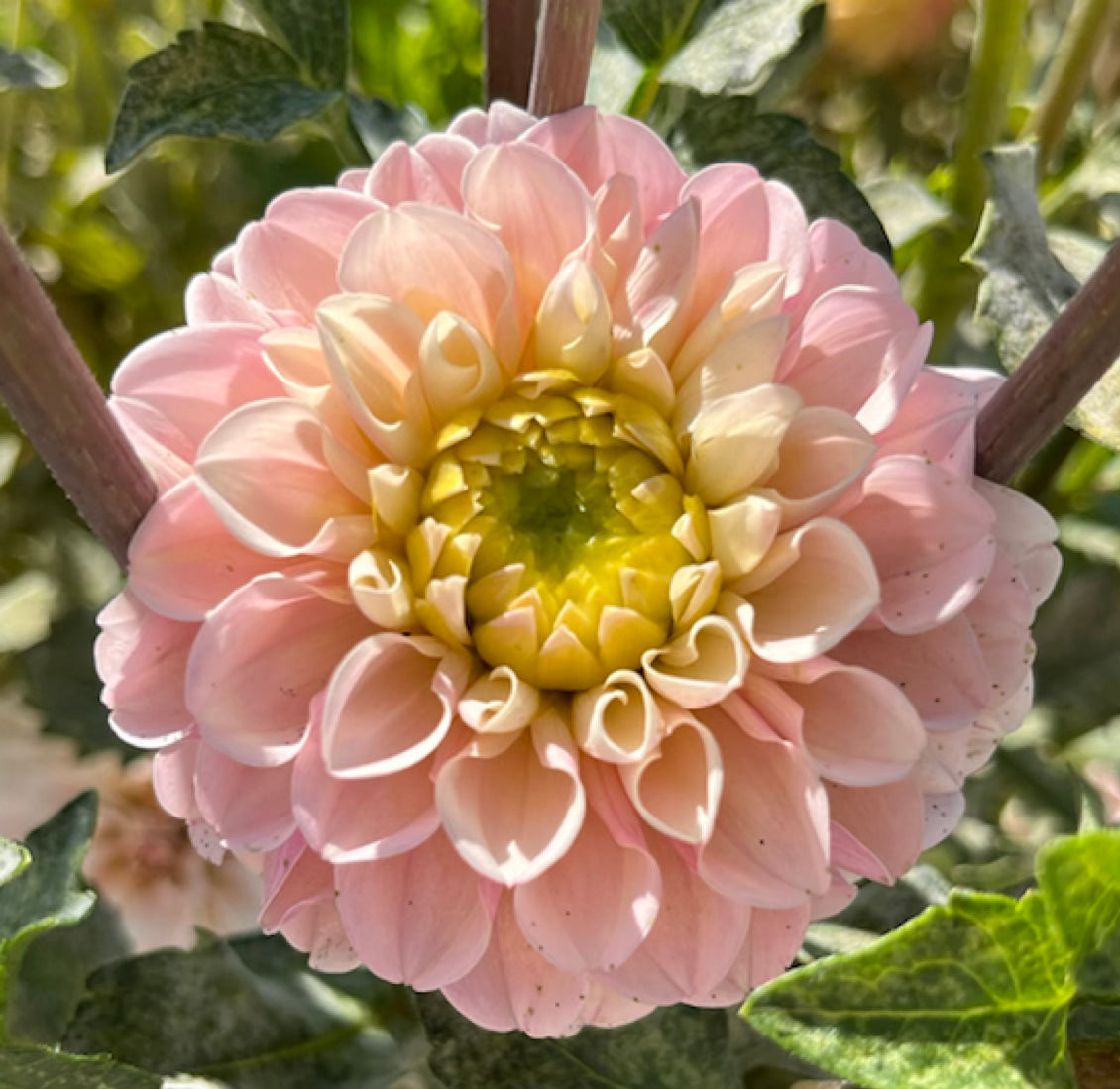 Levi's Revenant (single tuber)