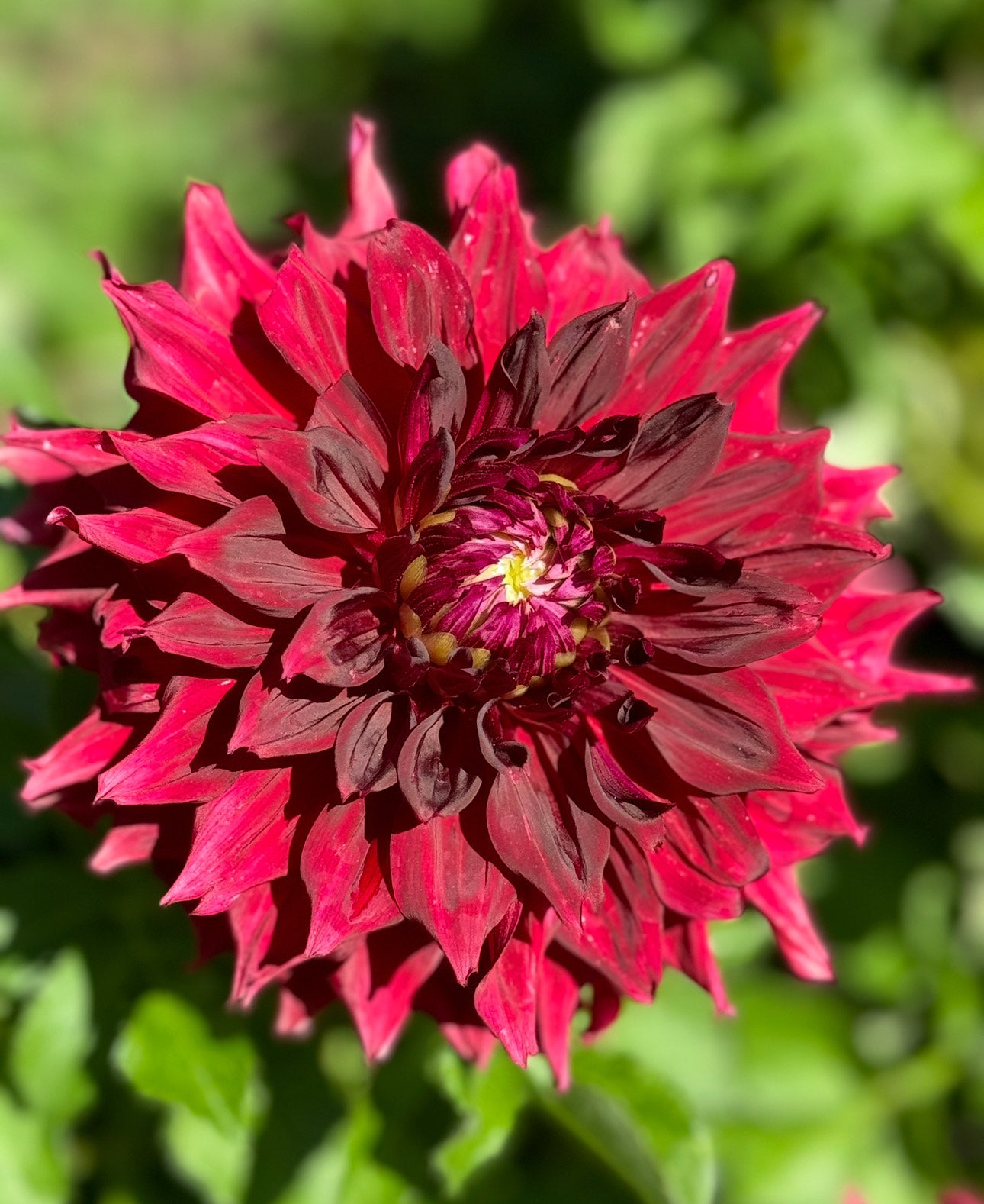 Mingus Alex (Pot Tubers)