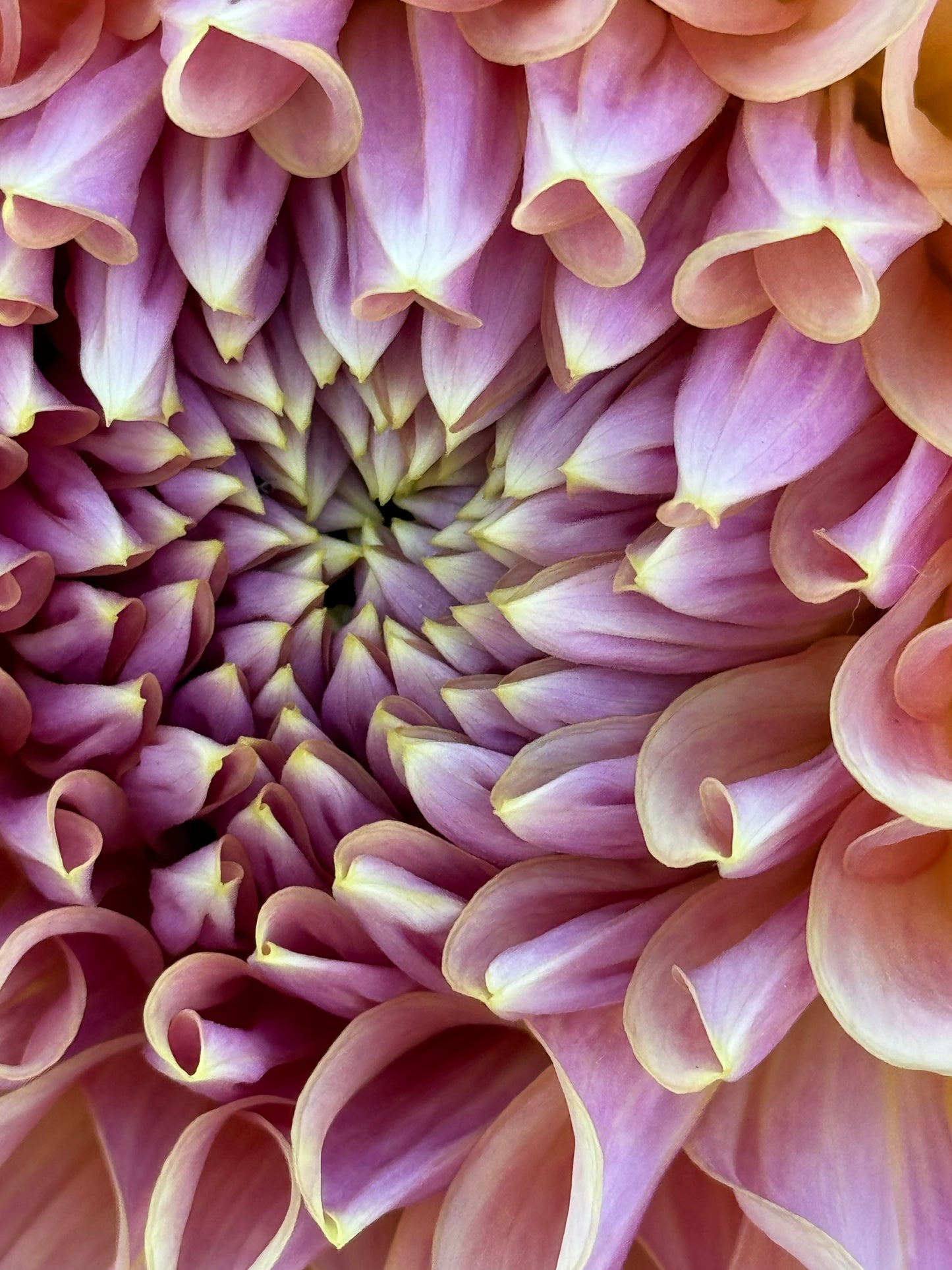 Mingus Philip Sr. (Pot Tubers)