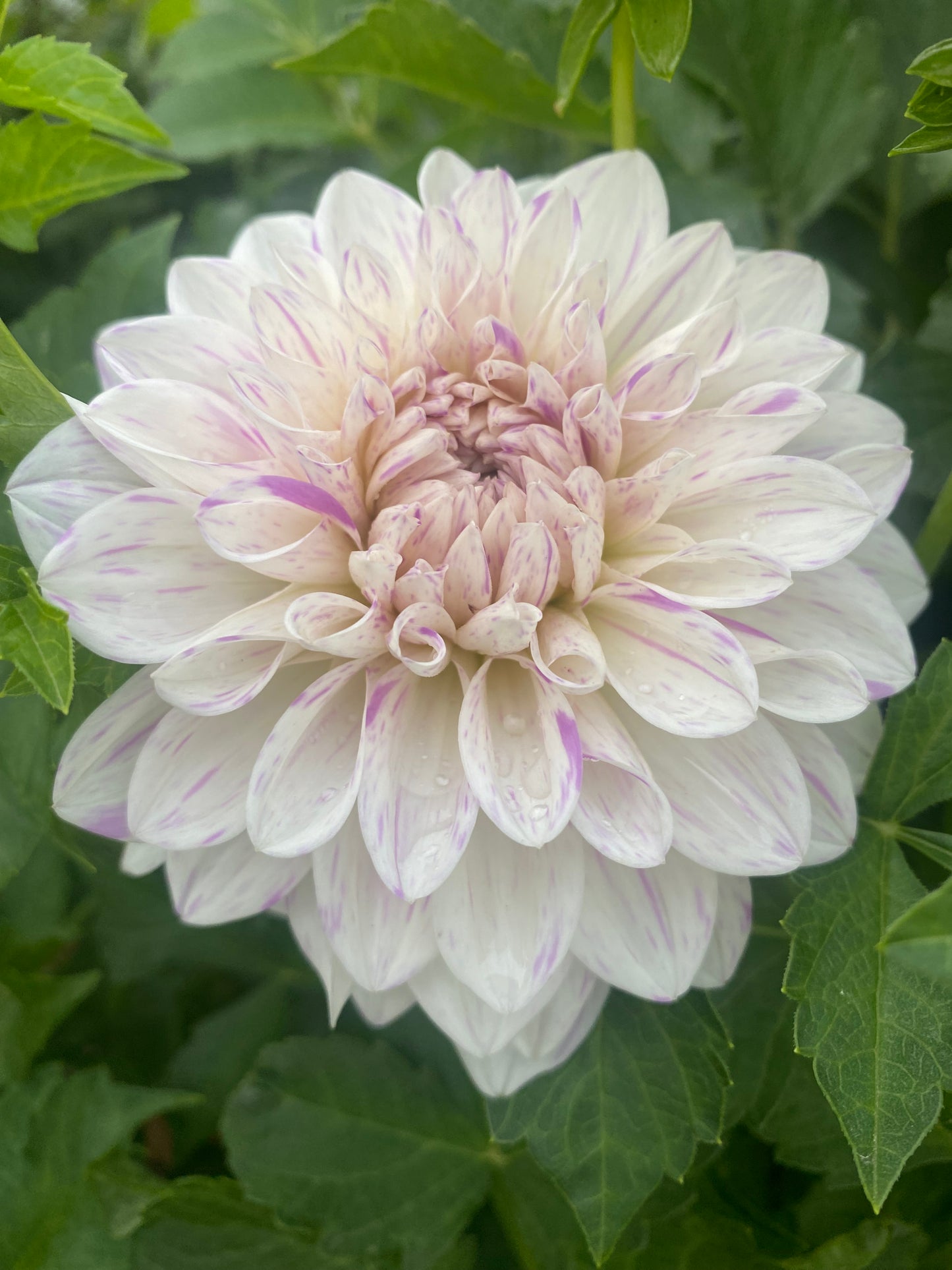 Picasso (Pot Tubers)