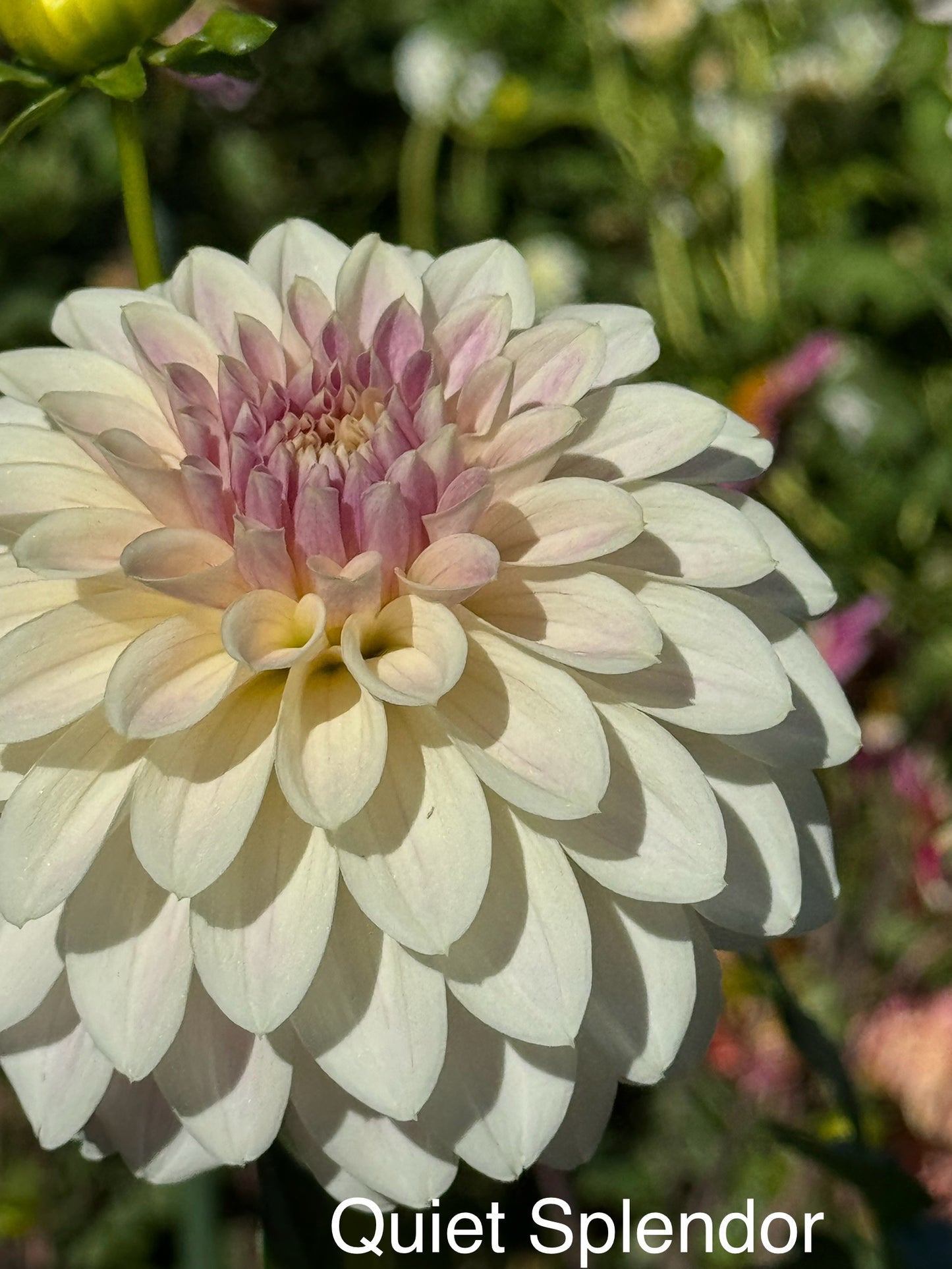 Quiet Splendor (Pot Tubers)