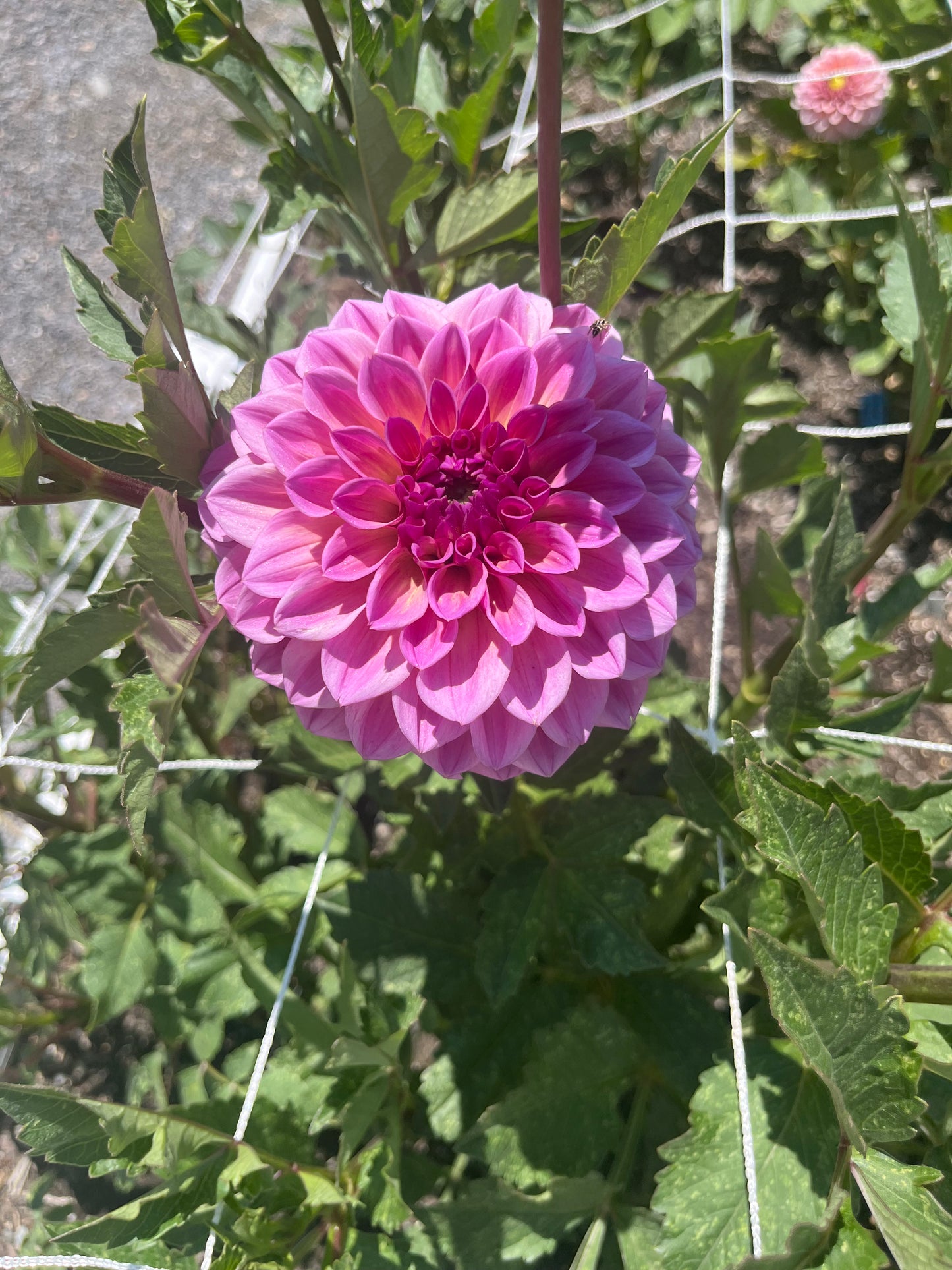 RM Berry Kiss- (single tuber)