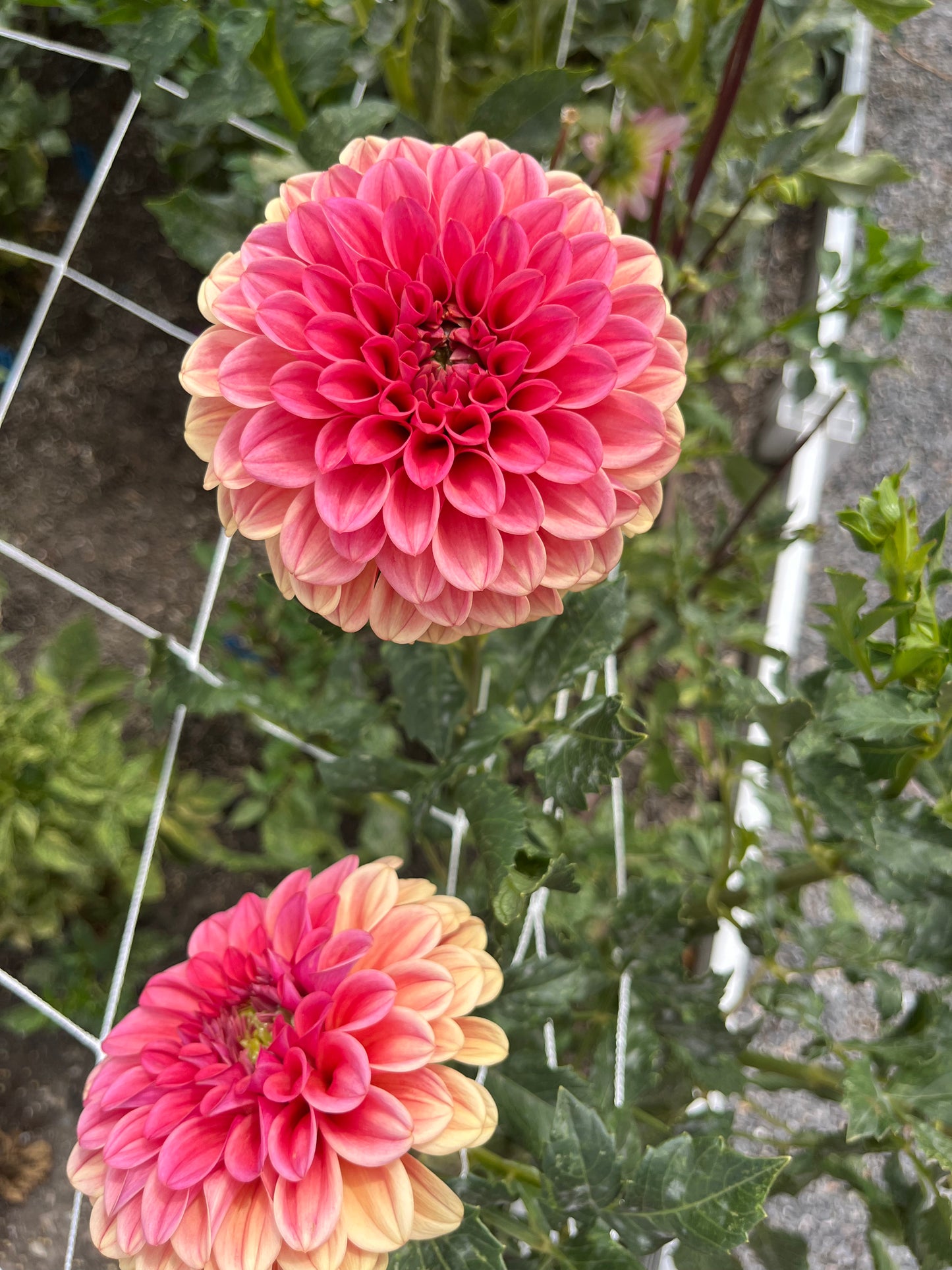 RM Tarnished- (single tuber)