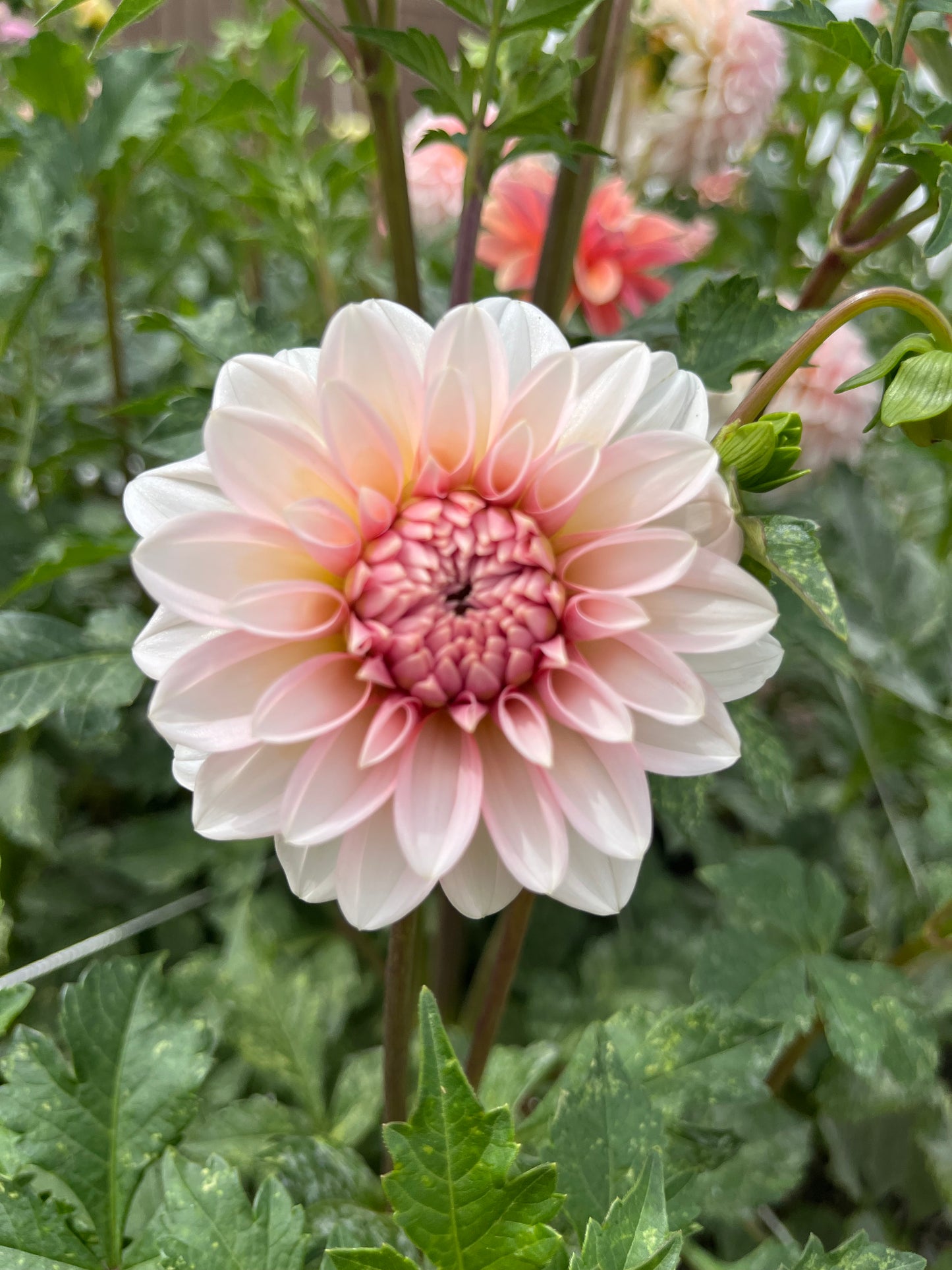 RM Baby Girl- (single tuber)