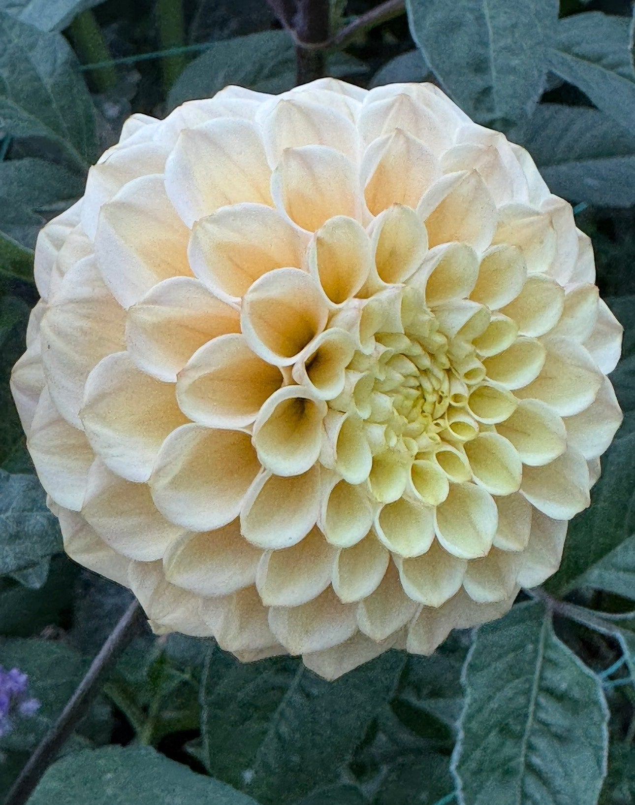 RM Shifty- (single tuber)