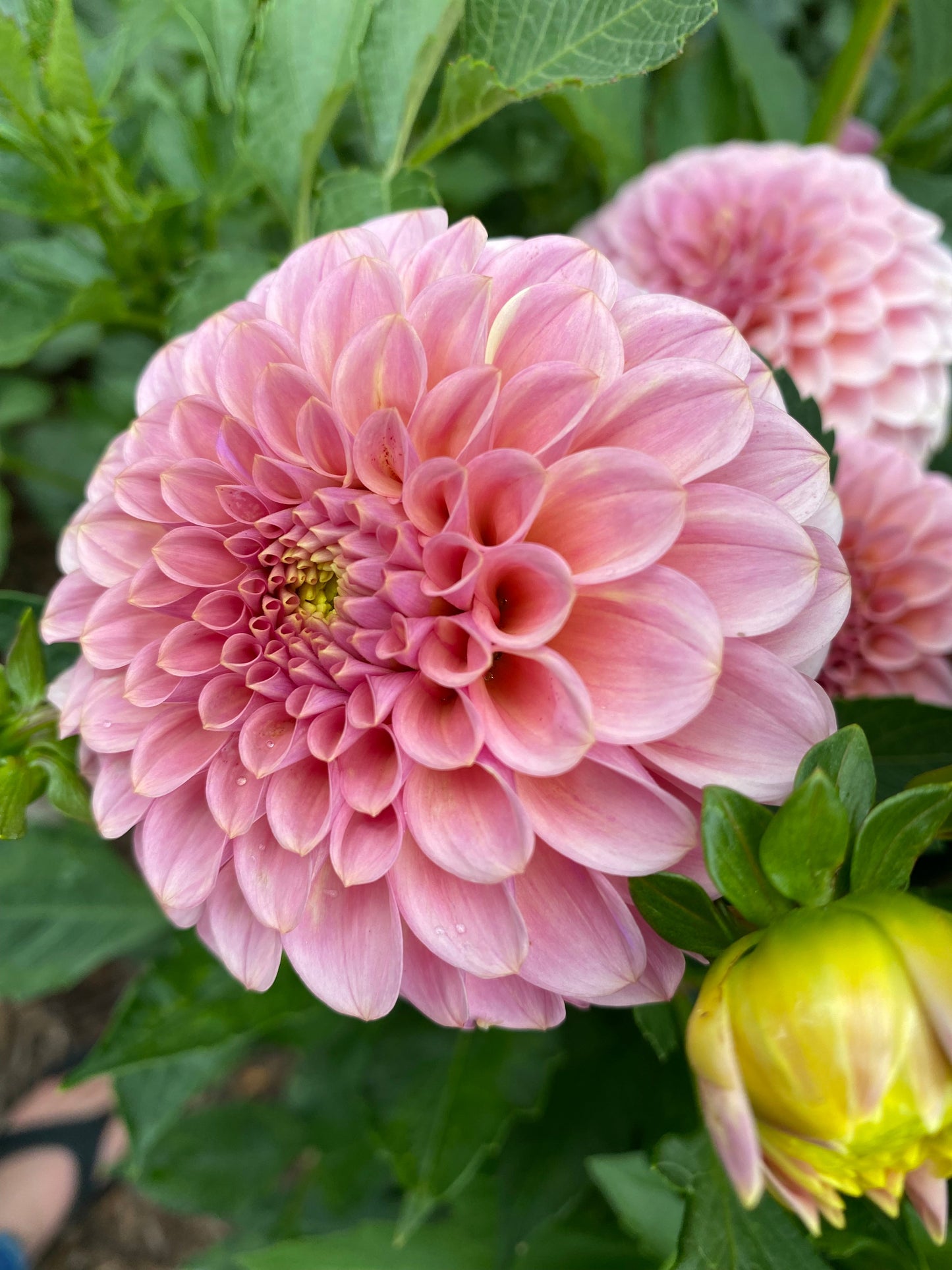 Rock Run Ashley (Pot Tubers)