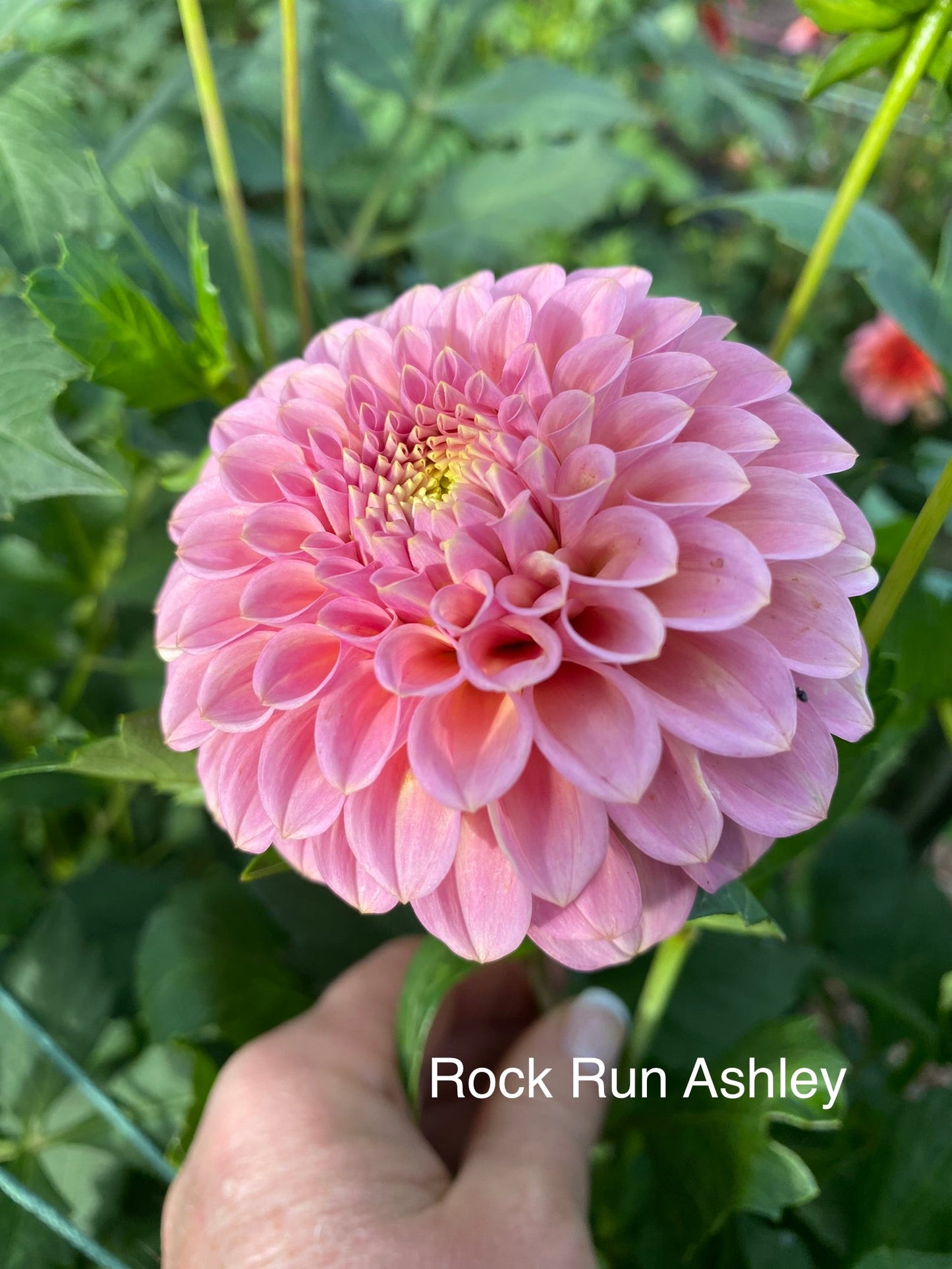 Rock Run Ashley (Pot Tubers)