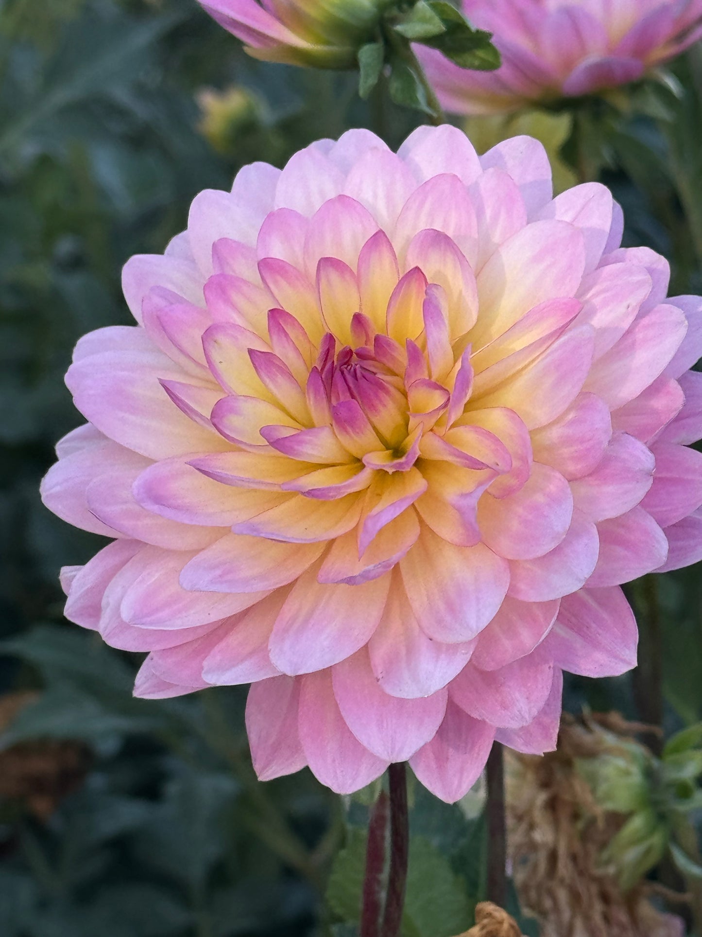 Ruthie G. (single tuber)