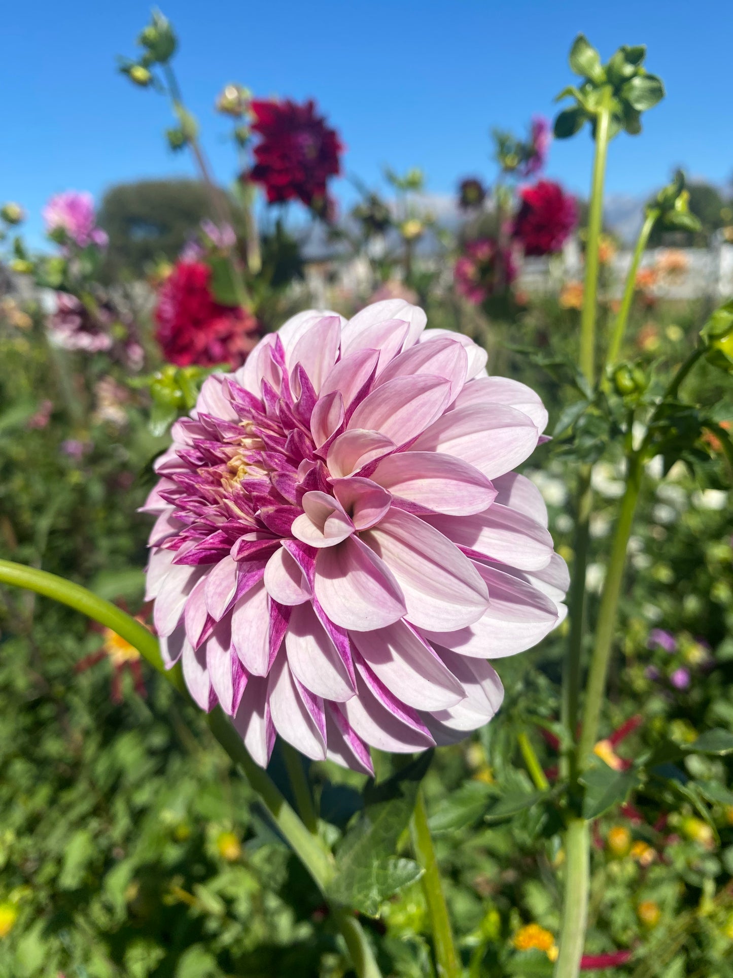Salish Twilight Girl (Pot Tubers)