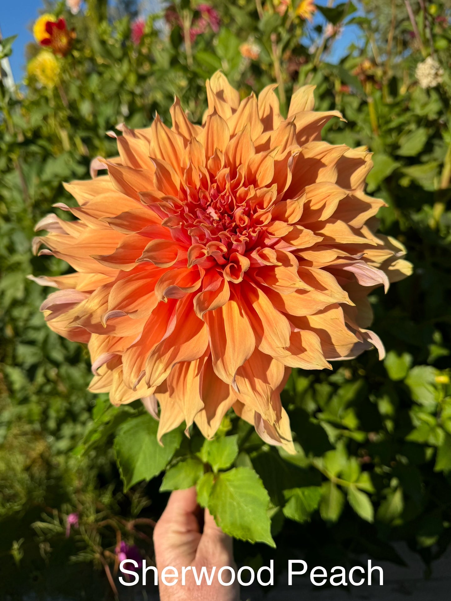 Sherwood's Peach (Pot Tubers)