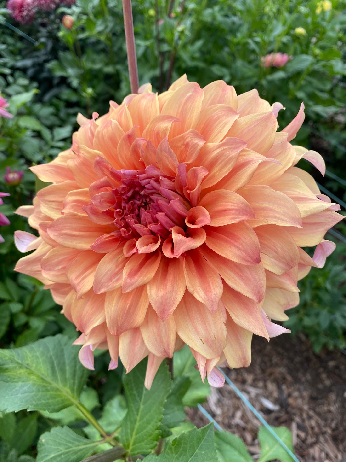 Sherwood's Peach (Pot Tubers)