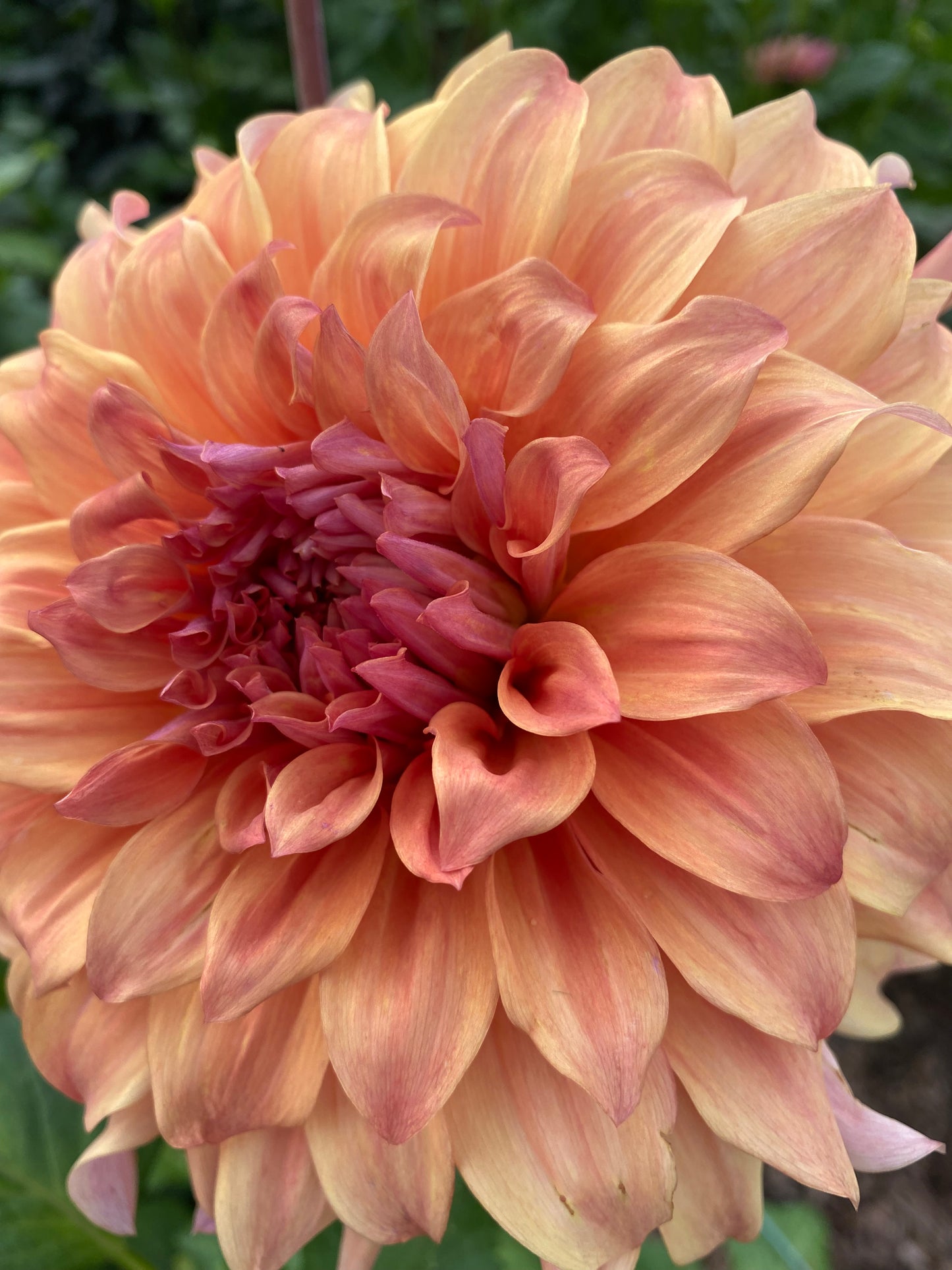 Sherwood's Peach (Pot Tubers)