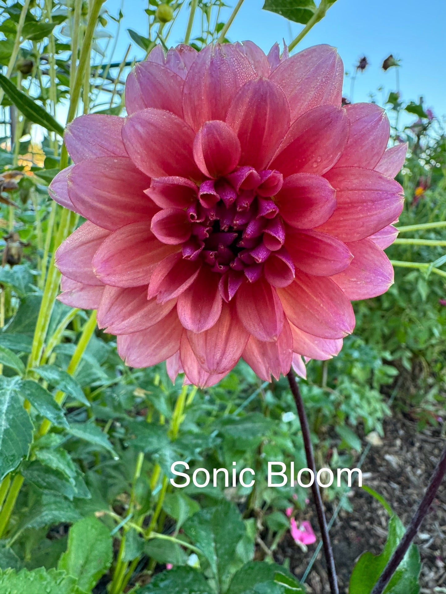 Sonic Bloom (Pot Tubers)