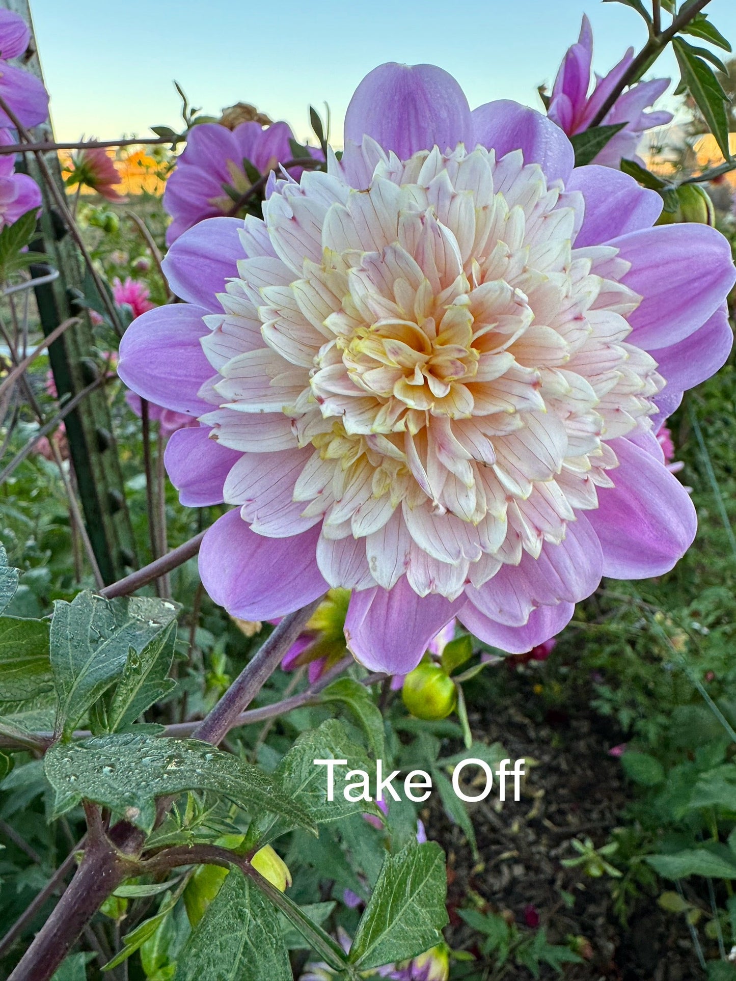 Take Off (Pot Tubers)