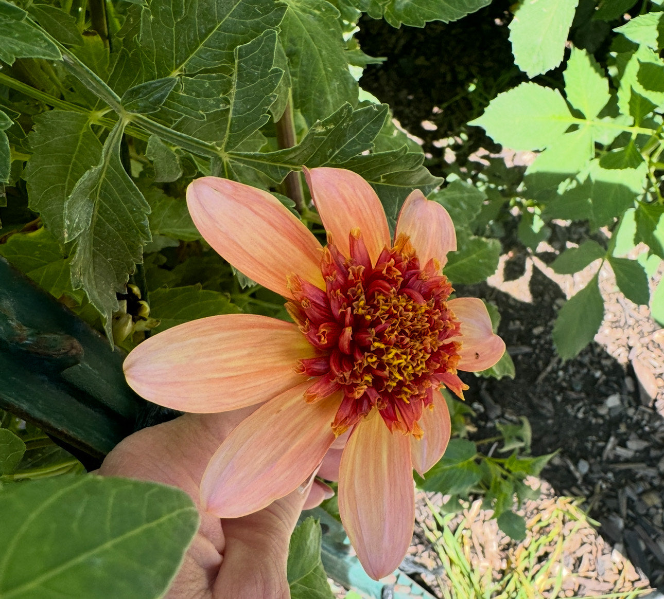 Totally Tangerine