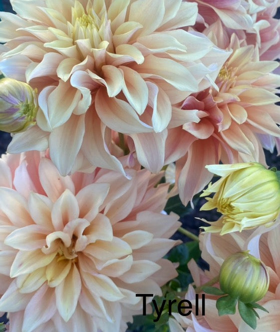 Tyrell (Pot Tubers)