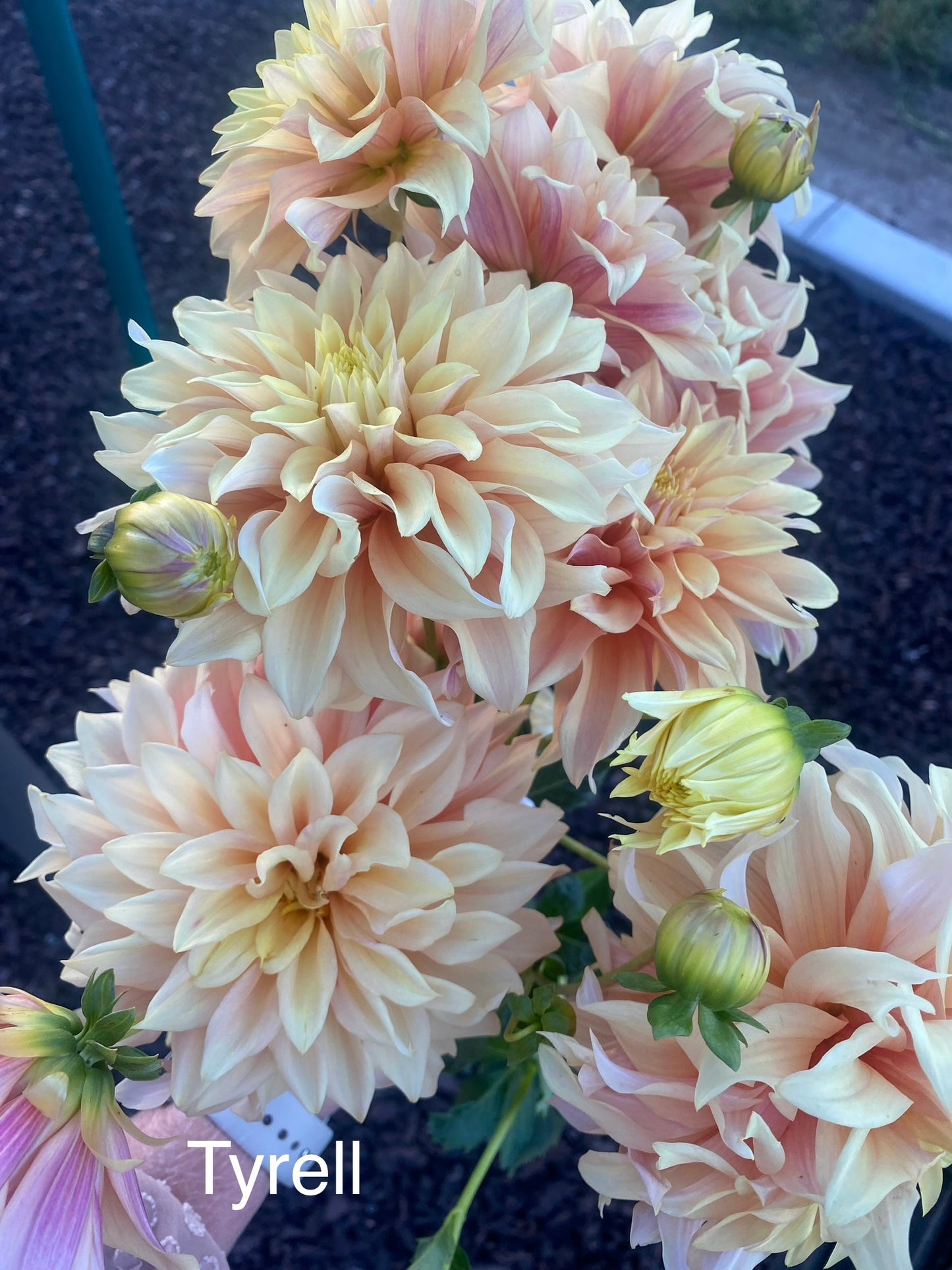 Tyrell (Pot Tubers)