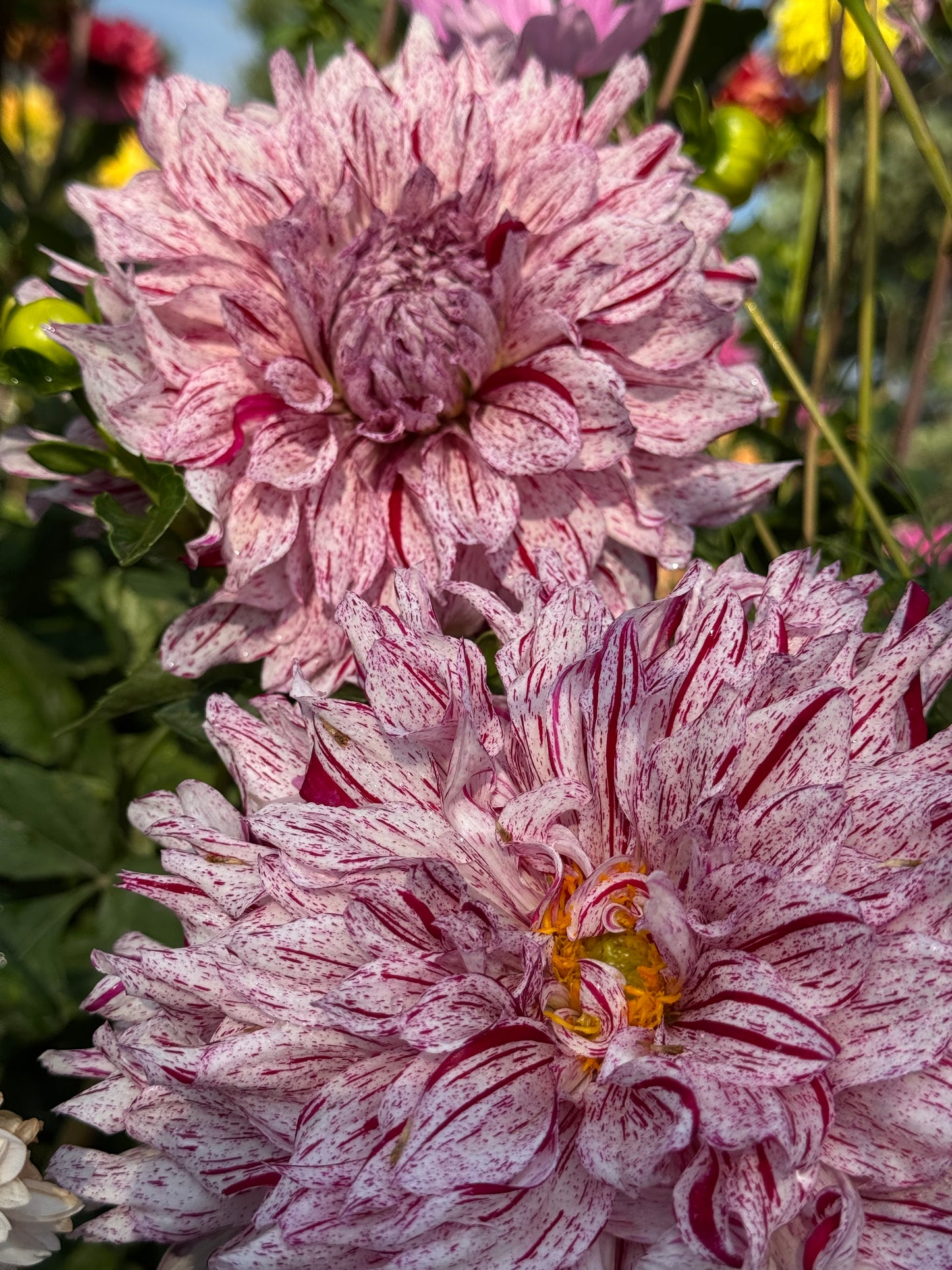 AC Paint (Pot Tubers)