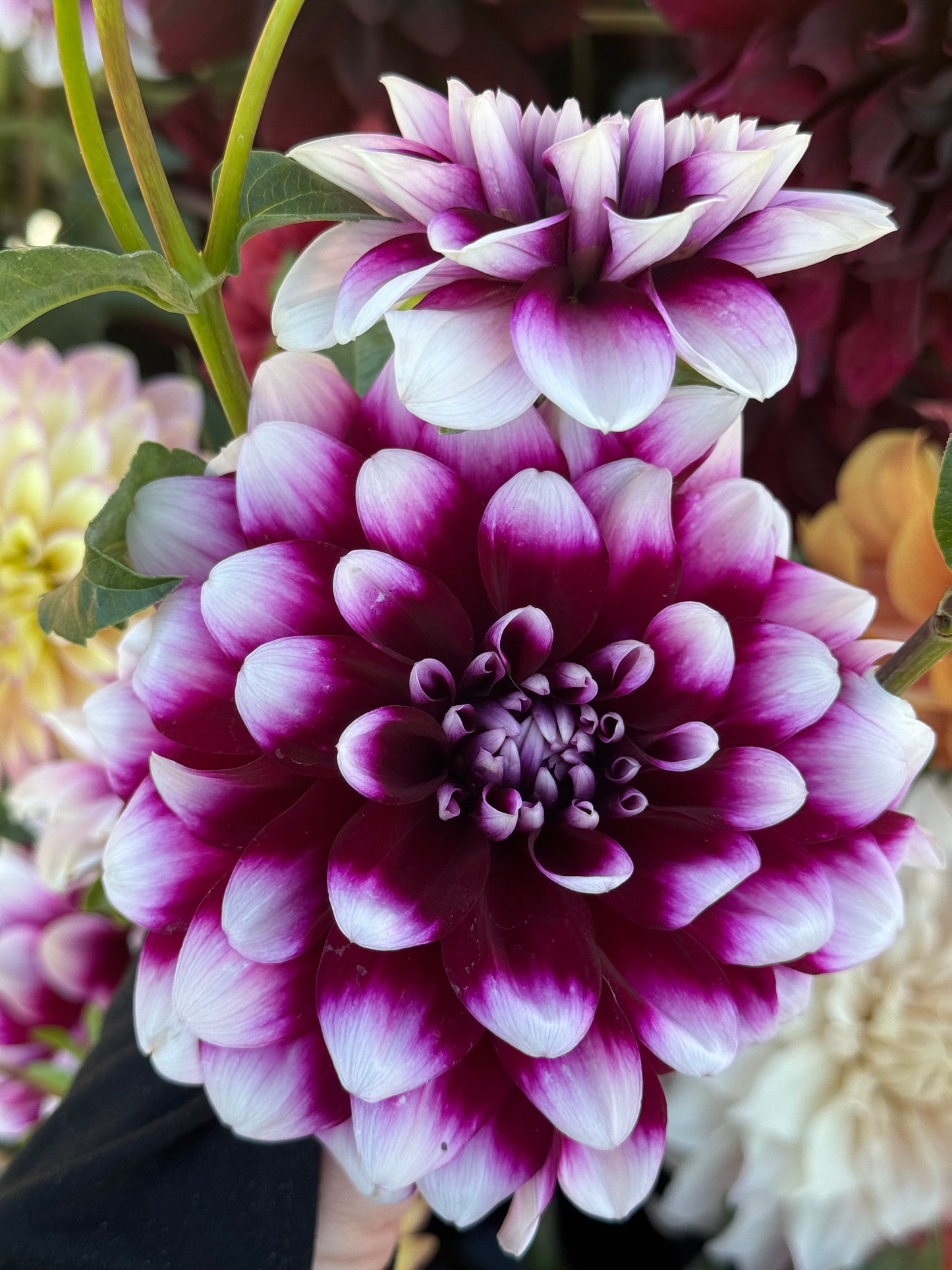 Edinburgh (Pot Tubers)