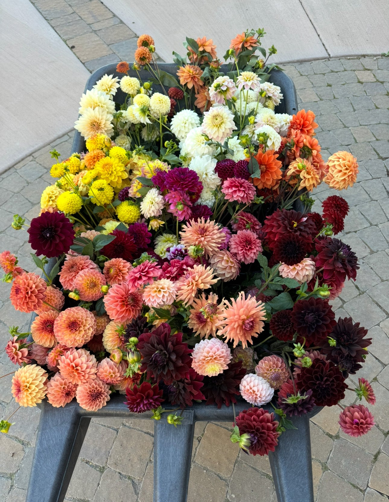 Budapest Blush (Pot Tubers)