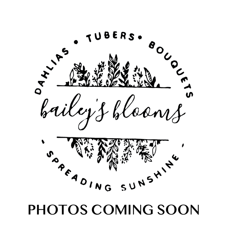 Chilson's Pride Bailey's Blooms