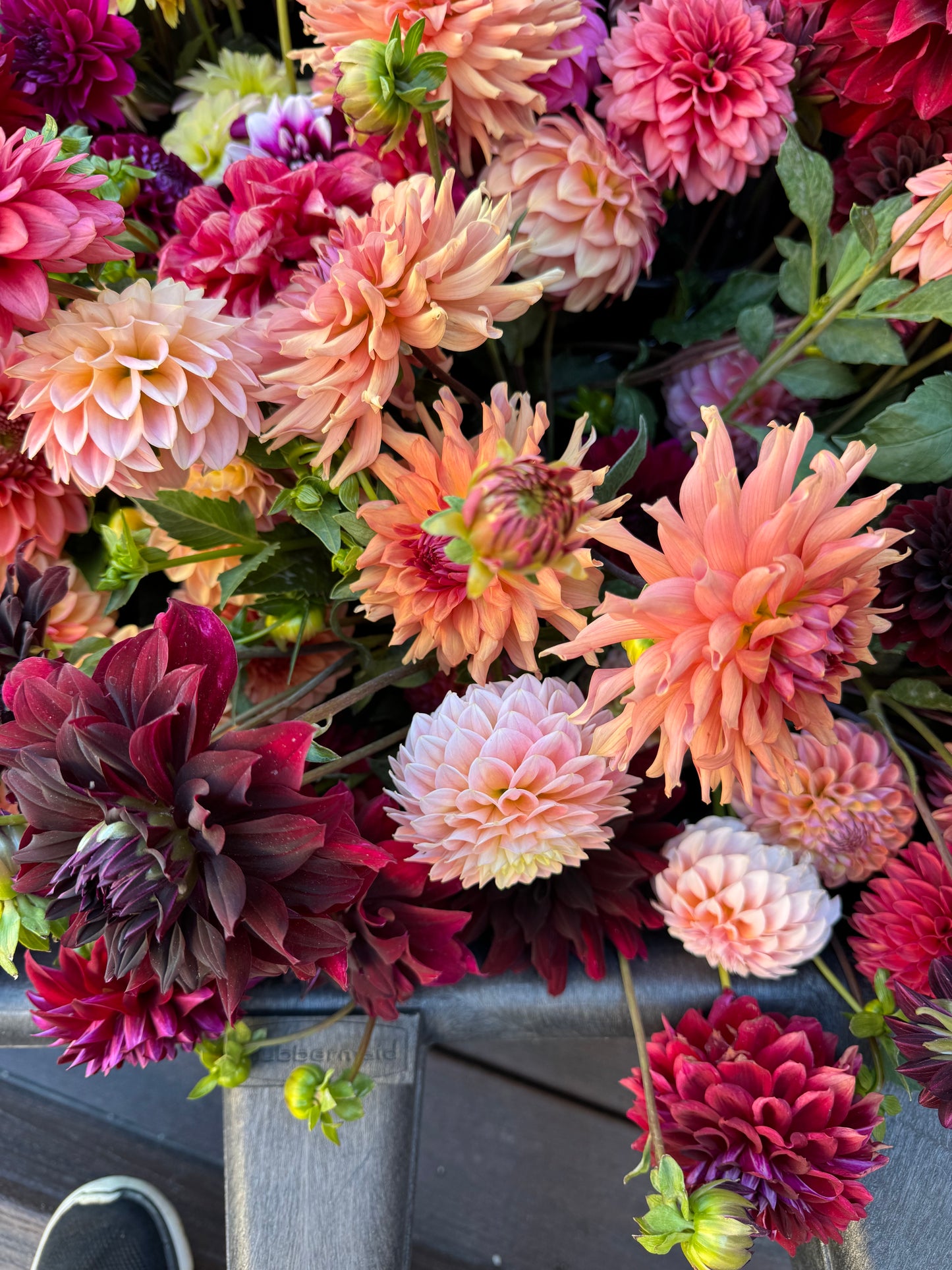 Connecticut Coral (Pot Tubers)