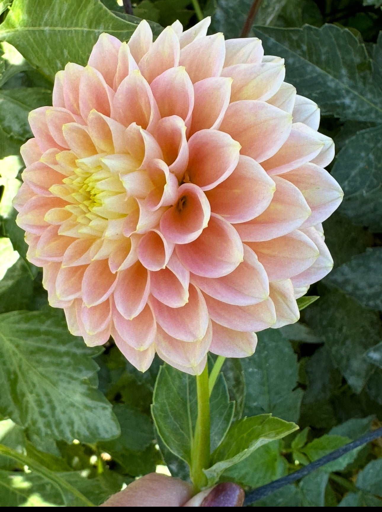 Sugartown Sunrise (Pot Tubers)