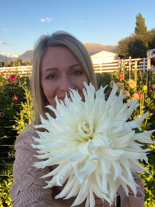 Bailey's Blooms is a Licensed Nursery in the State of Utah- Dahlias and Cut Flowers.