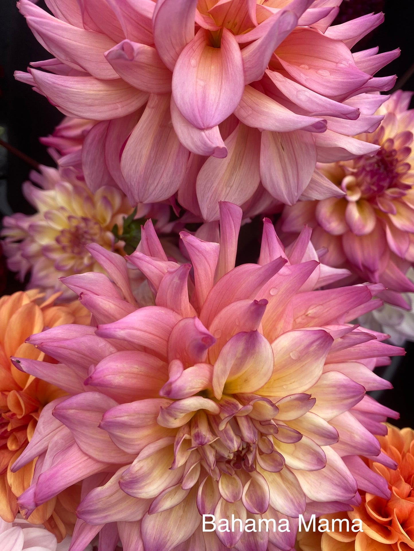 Bahama Mama (Pot Tubers)