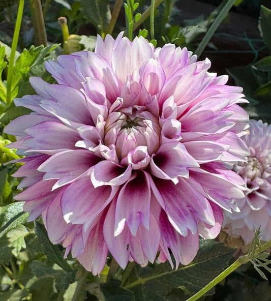Blackberry Ice (Pot Tuber Clump)