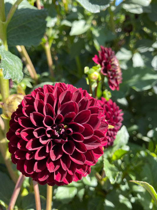 Bloomquist Champion- (pot tuber clump)