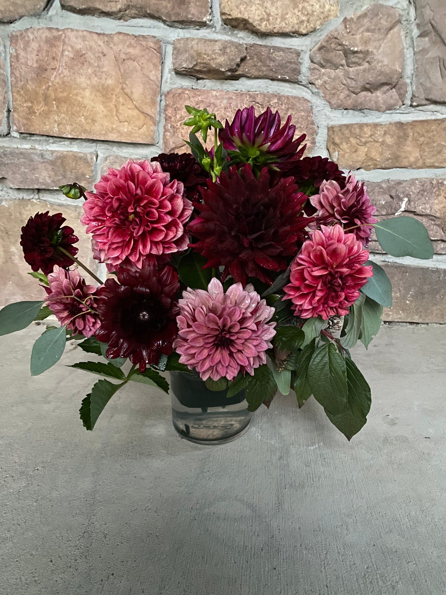 Hollyhill Black Beauty- (single tuber)