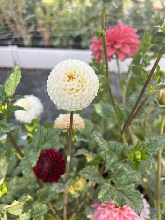 Bowen (single tuber)