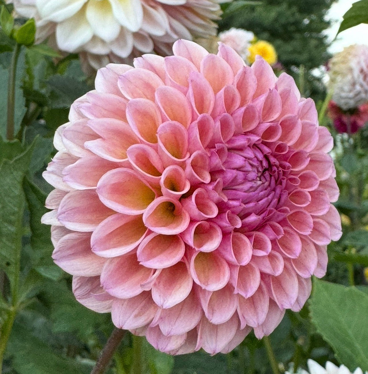 Bracken Rose (US)- (single tuber)