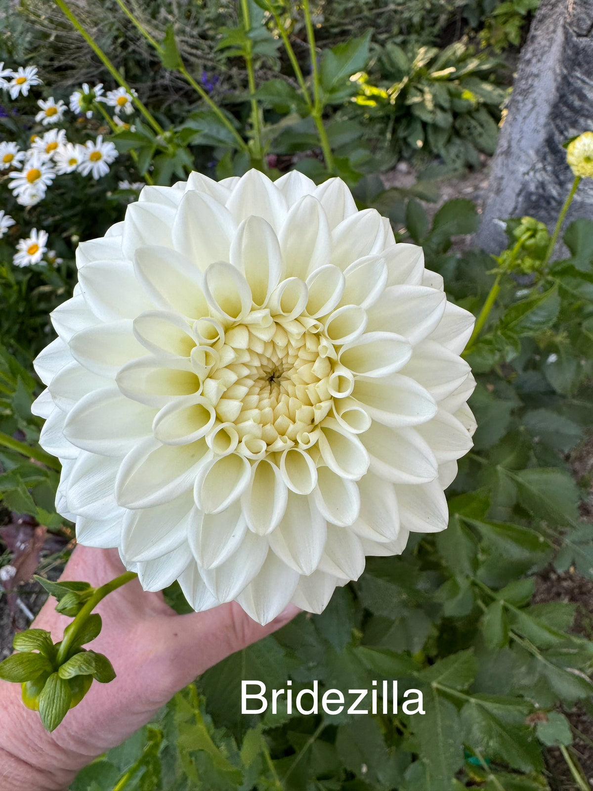 Bridezilla – Bailey's Blooms