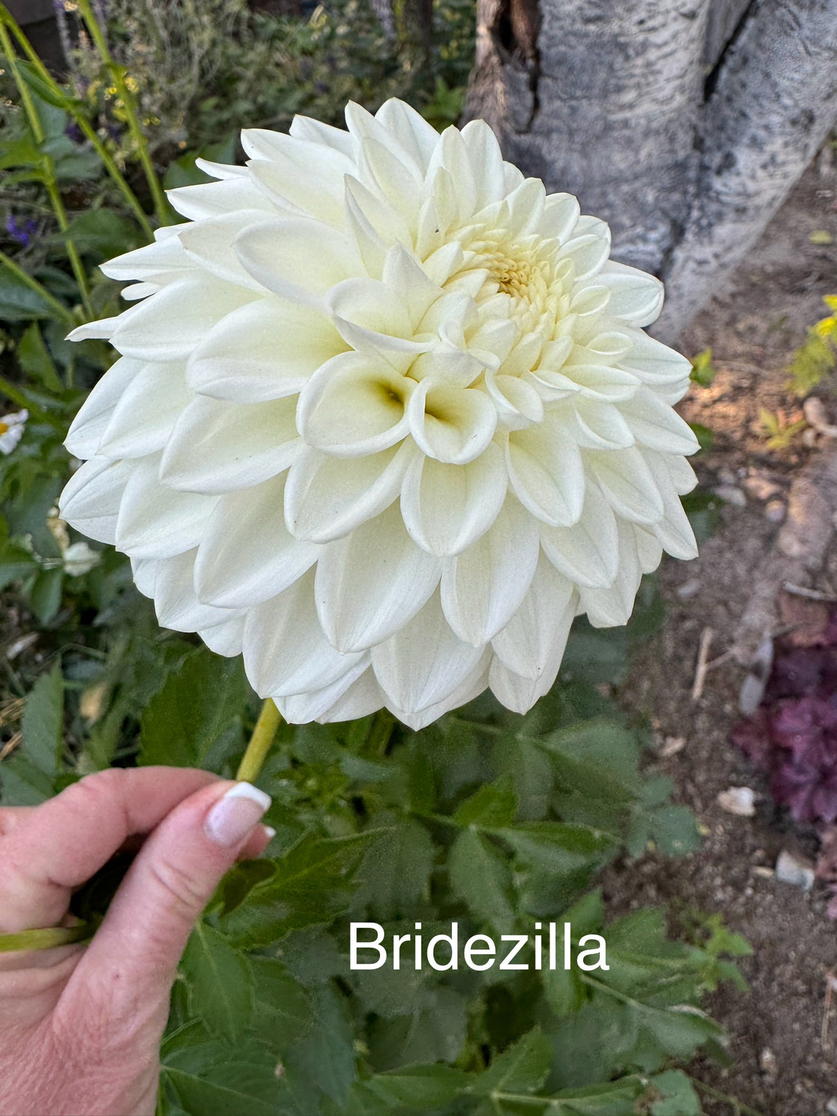 Bridezilla – Bailey's Blooms