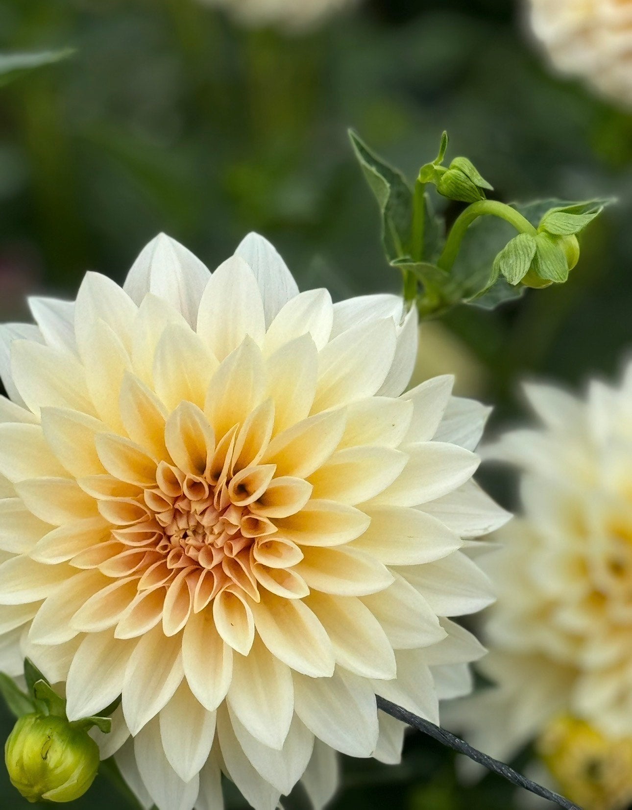 CAL Mini (single tuber) Cafe Au' Lait Mini