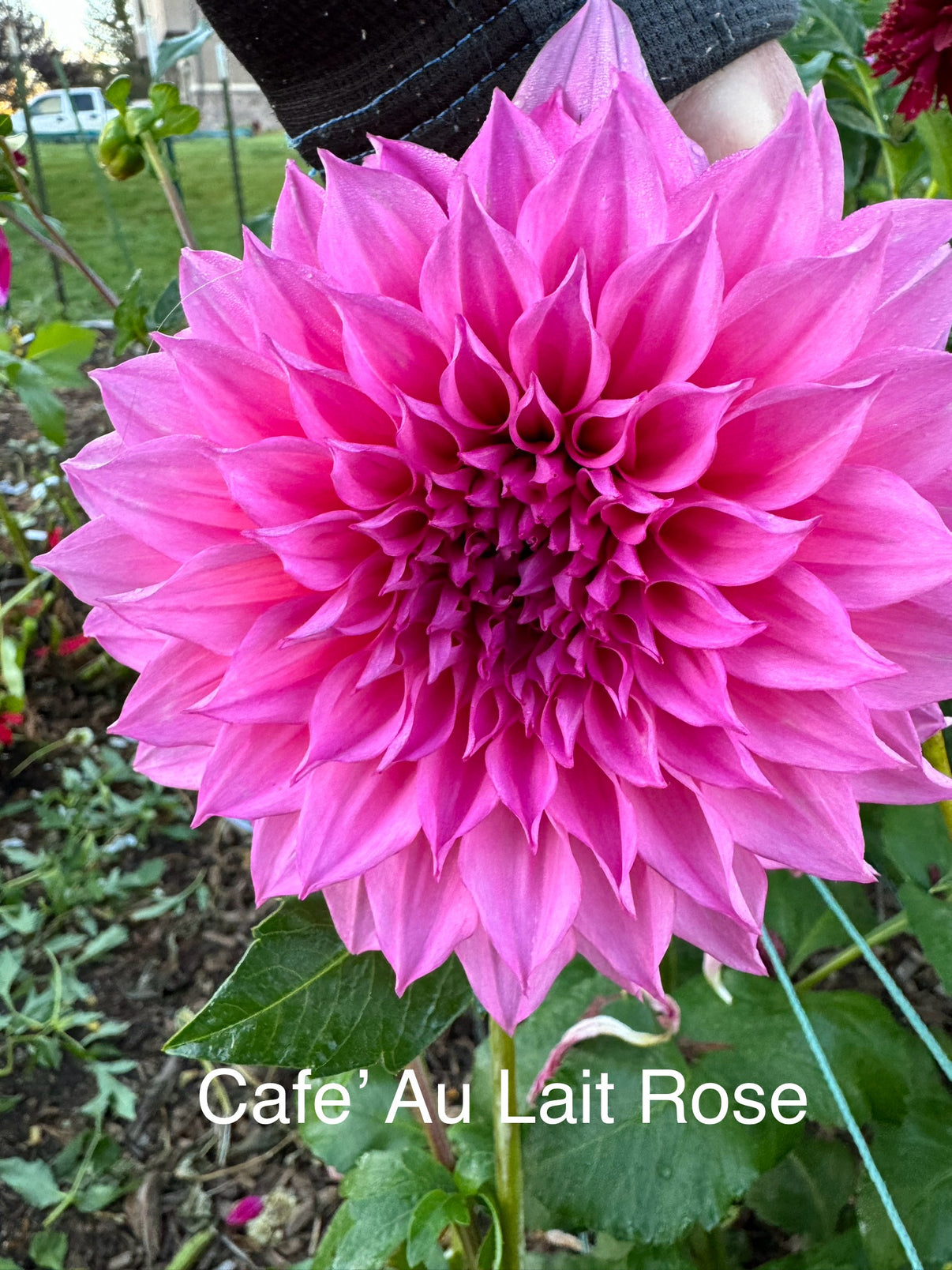 Cafe' Au Lait Rose Bailey's Blooms