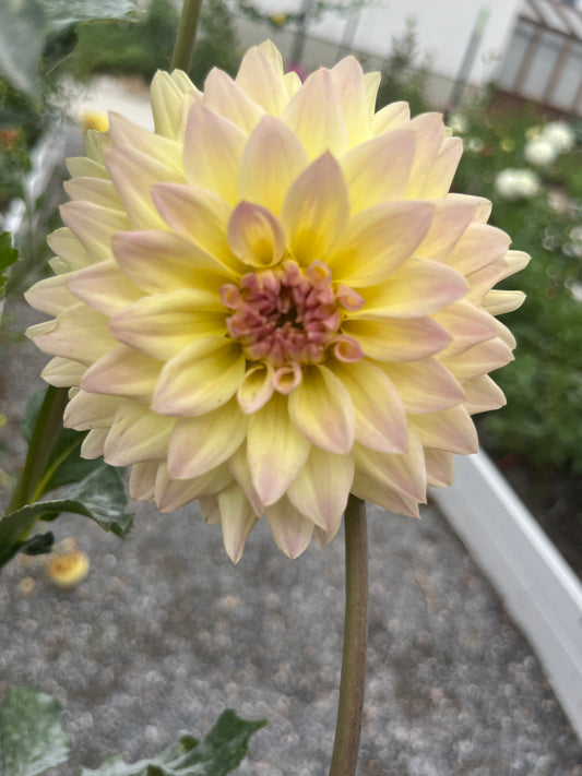 Canoz Jaguar-(single tuber)