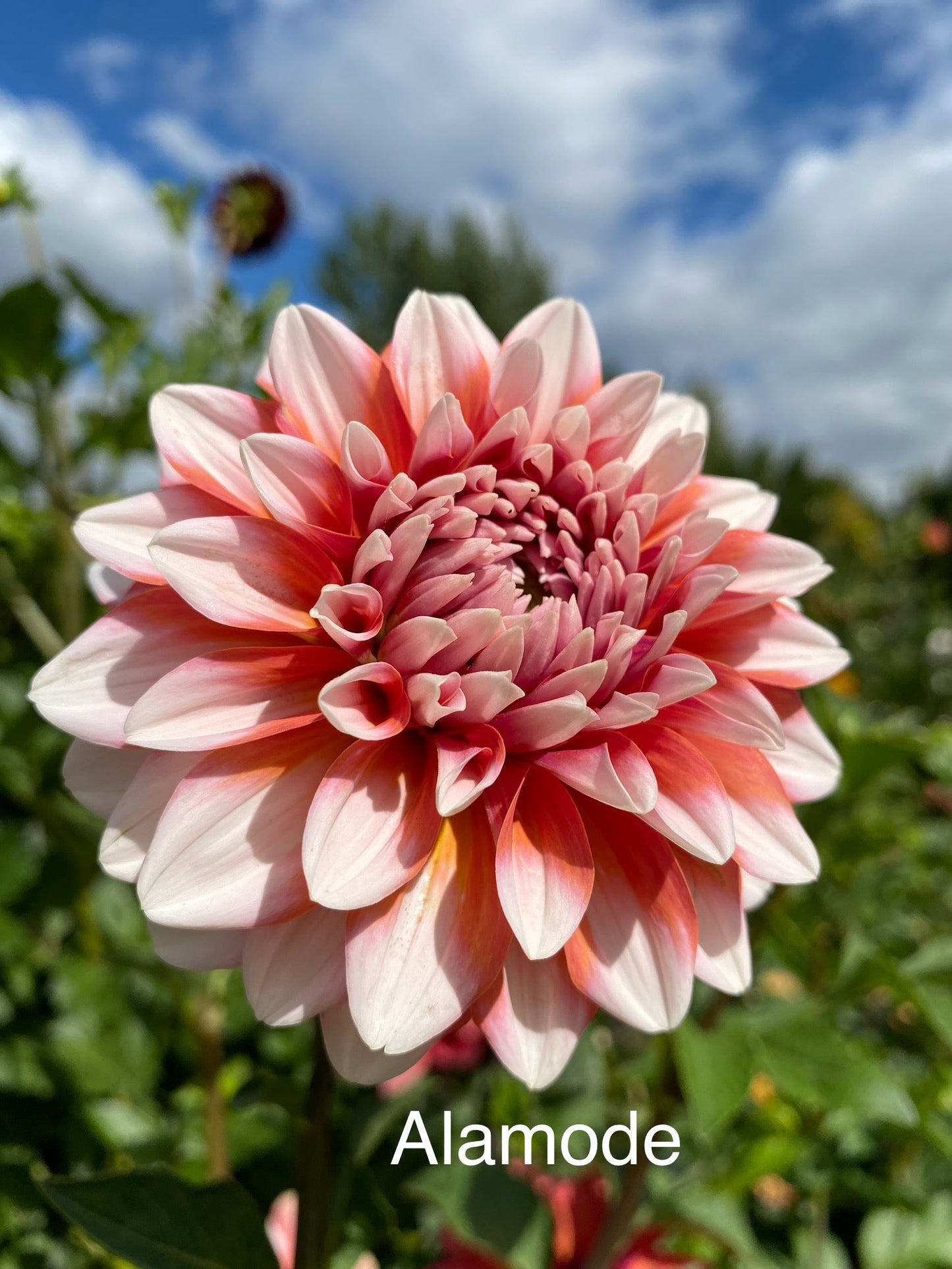 Ala Mode (Pot Tubers)