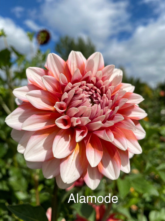 Ala Mode (Pot Tubers)