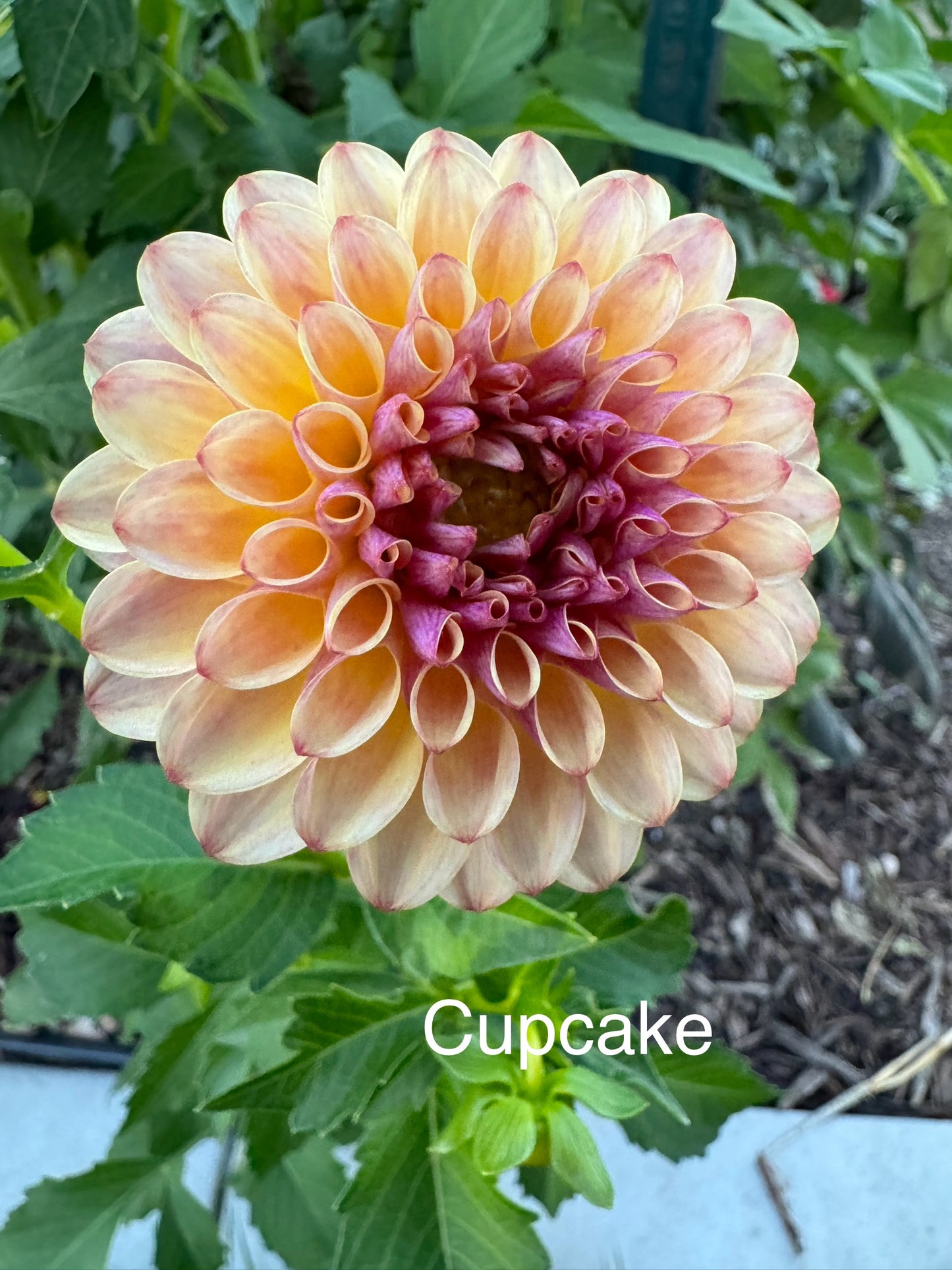 Cupcake