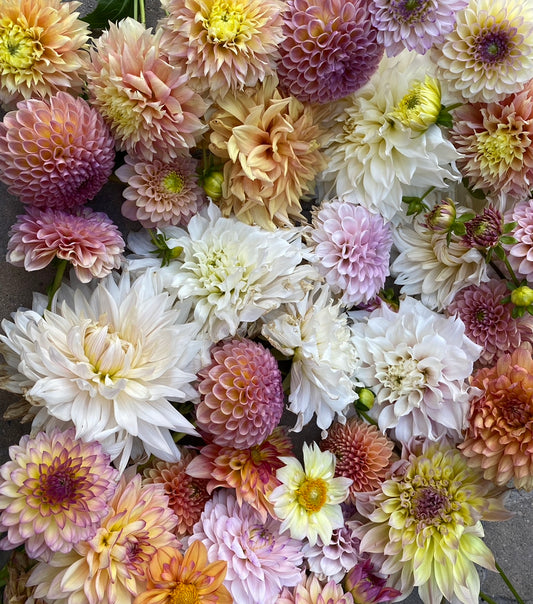 Bloomquist Essence (Pot Tubers)