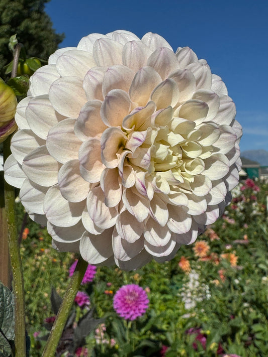 Mingus Diane (Pot Tubers)