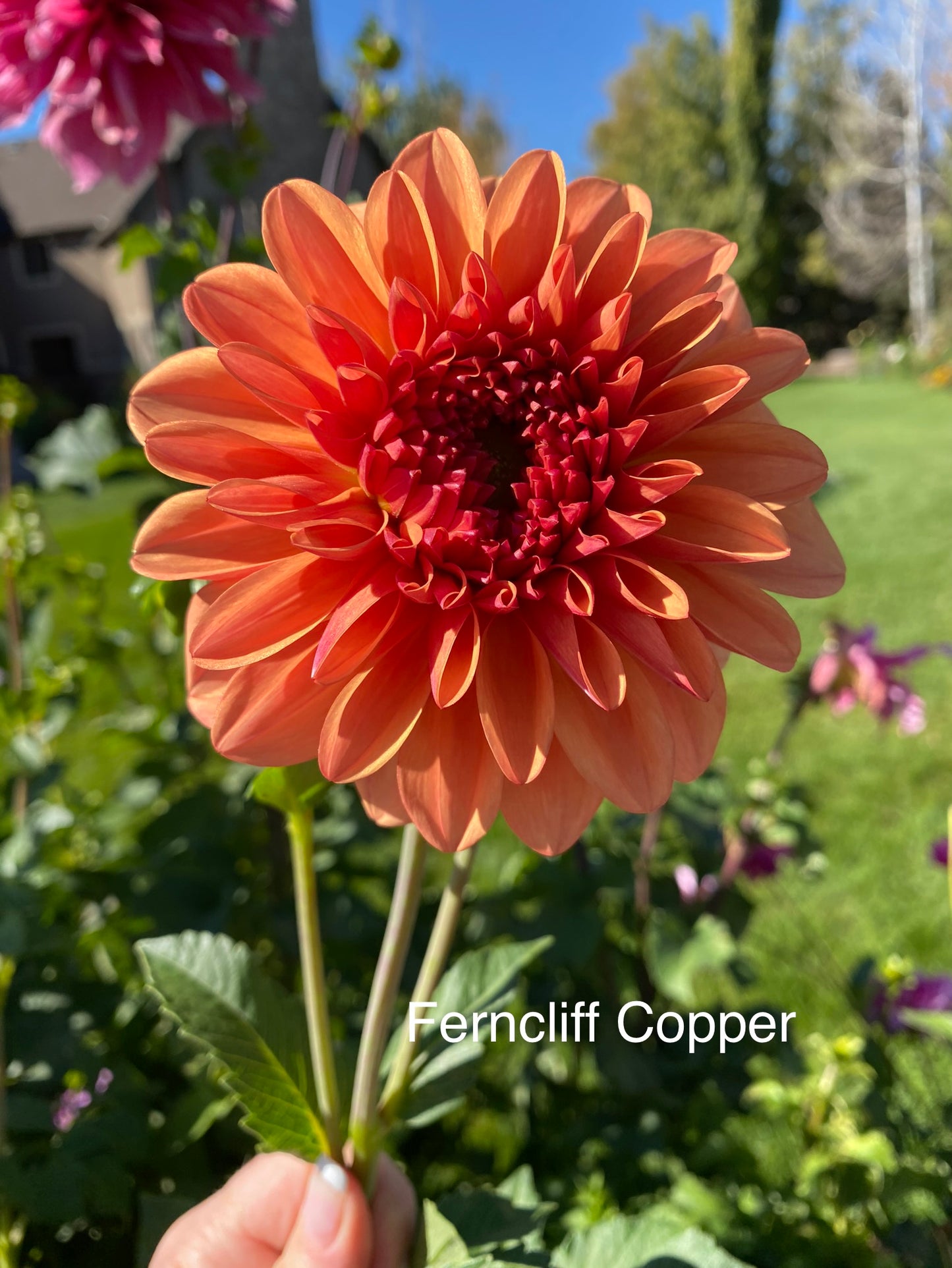 Ferncliff Copper