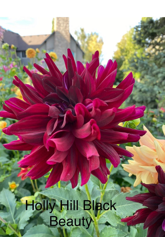 Hollyhill Black Beauty- (single tuber)