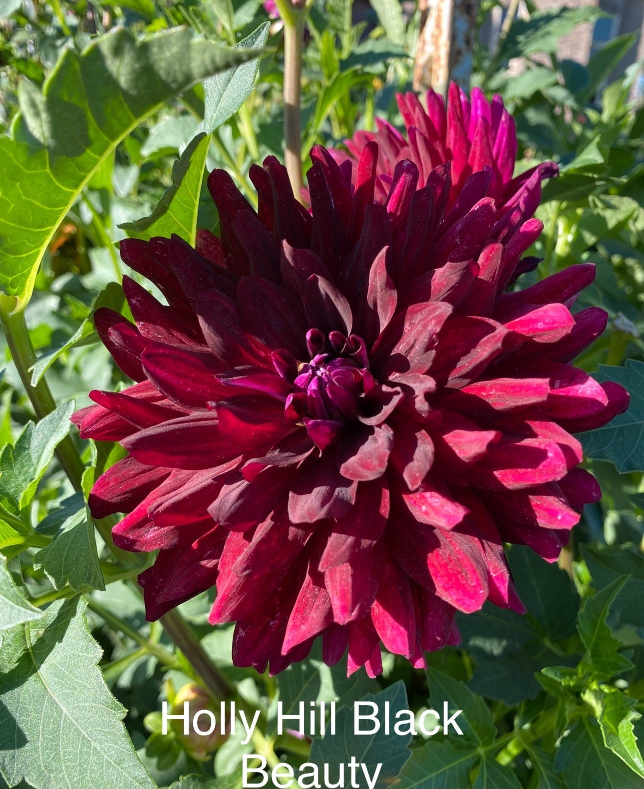 Hollyhill Black Beauty- (single tuber)