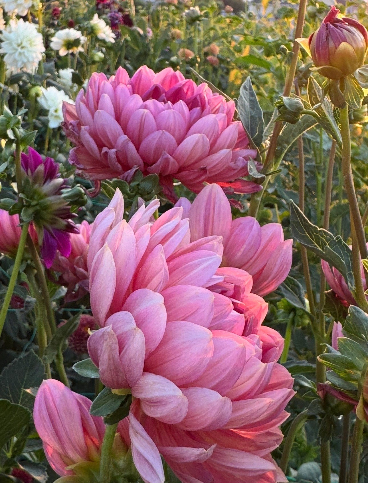 Hollyhill Daydream- (single tuber)