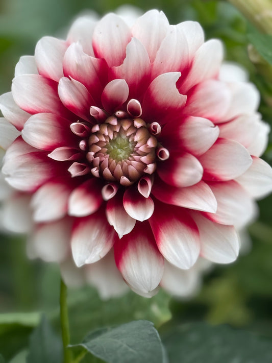 Patches (Pot Tubers)